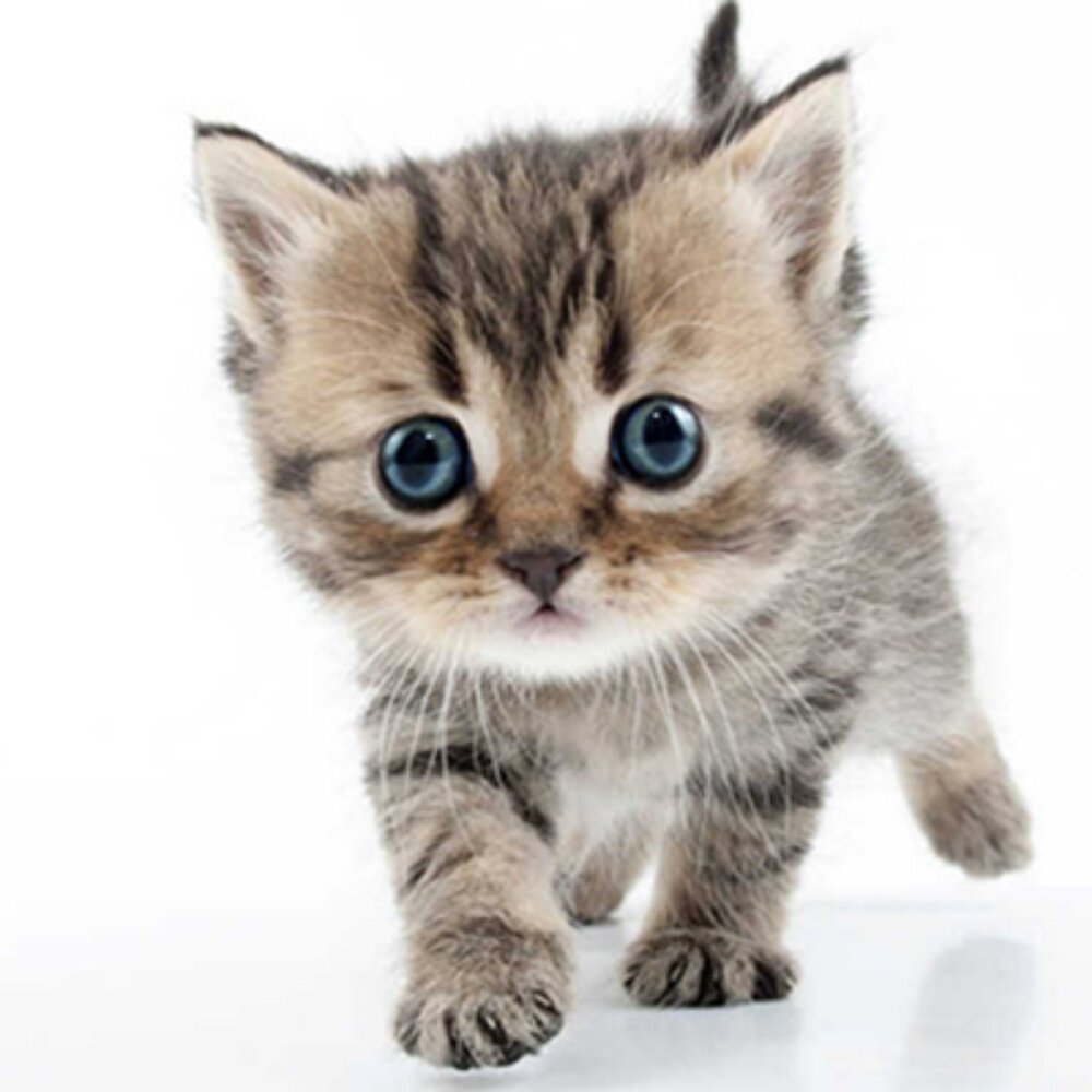 Meet your Posher, Tina